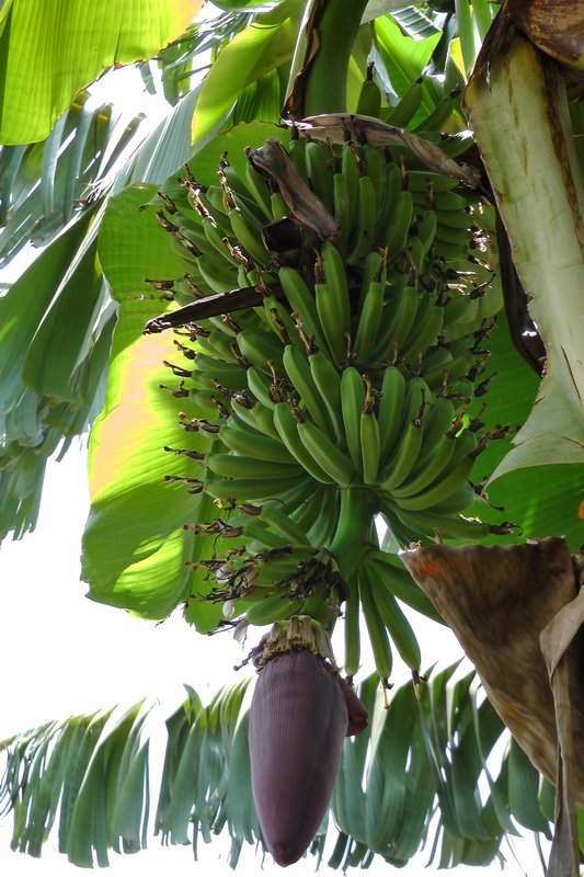 Banana Tree In Moshi