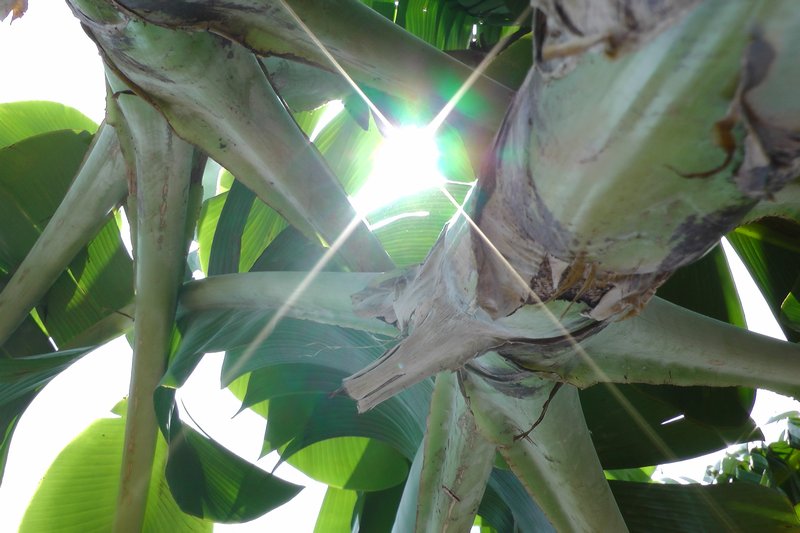 Sunlight Through The Banana Tree