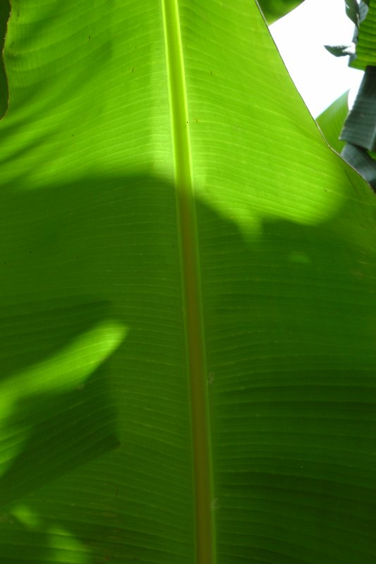 Leaf Of A Banana Tree