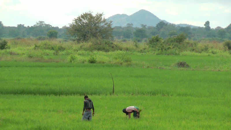 A Young Couple Working In The Rice Field
