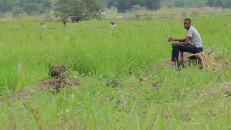 Young Rice Farmer Taking A Break
