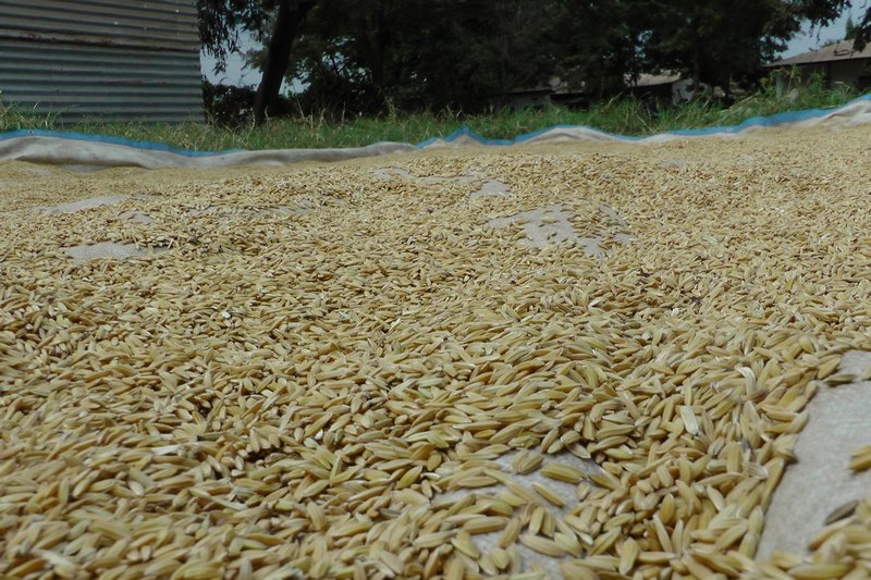 Close Up Of Rice Drying