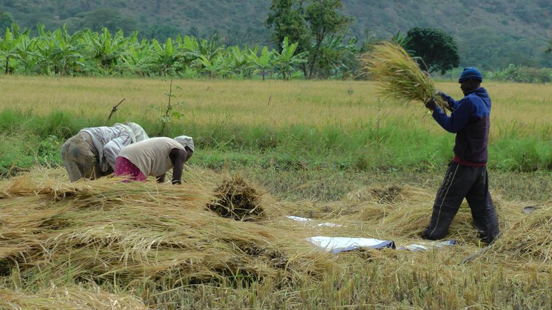 Harvesting The Rice By Hand