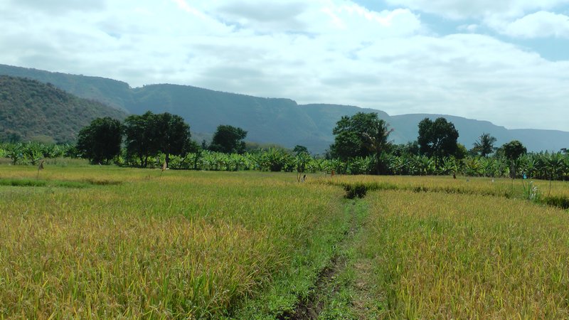 Rice Field Near Mto Wa Mbu