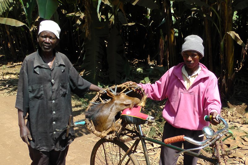 Two Men, A Bicycle & A Goat