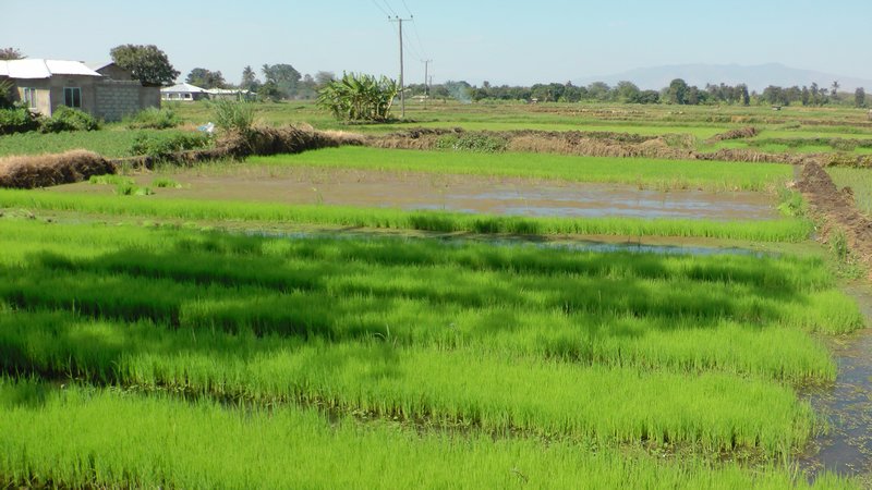 Rice Fields Near Town