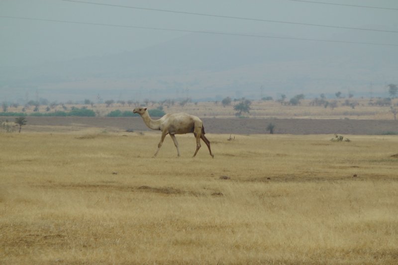 Camel In The Distance