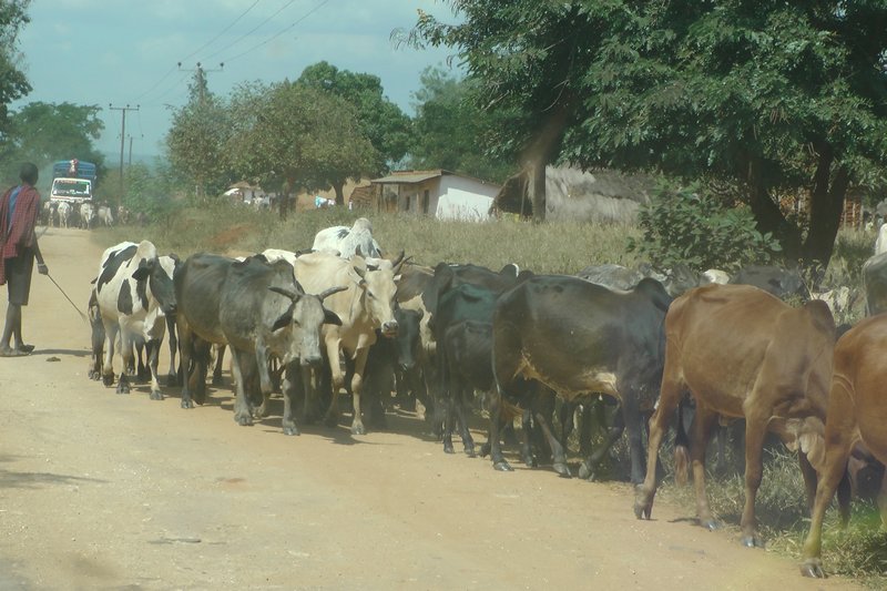 Cows On The Road