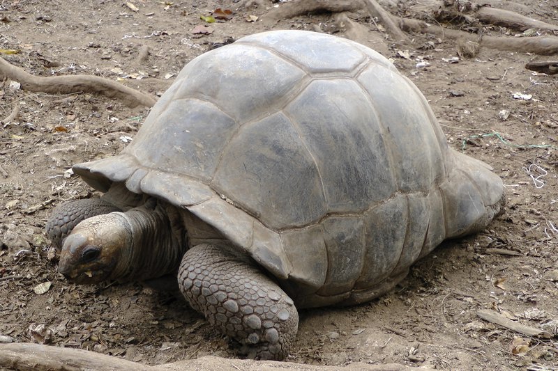 Land Tortoise At Rest