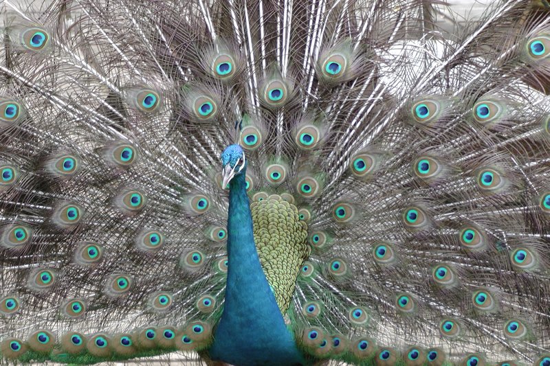 Peacock In Full Bloom