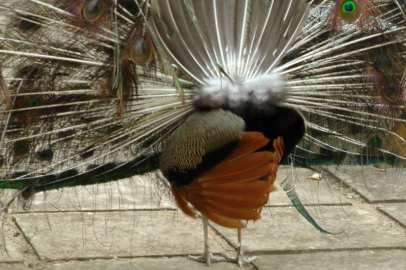 The Peacock's Backside