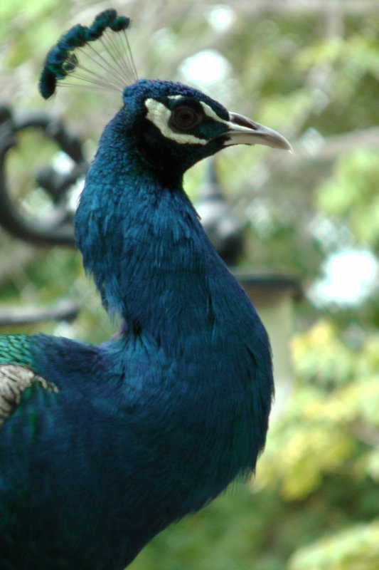 A Peacock Profile