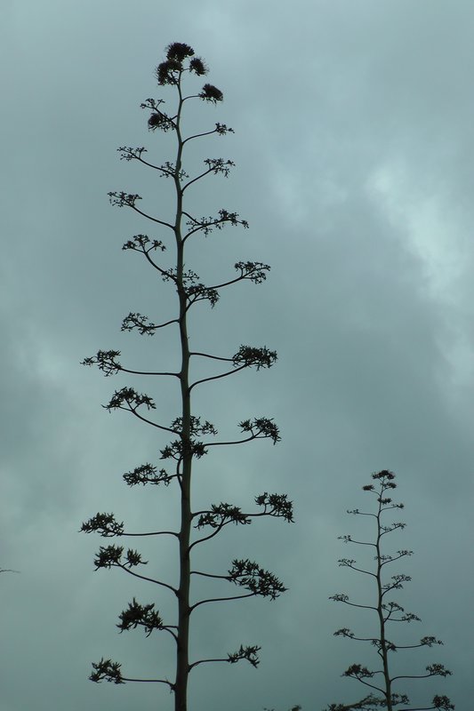 This Tree Looked So Cool Against The Grey Sky