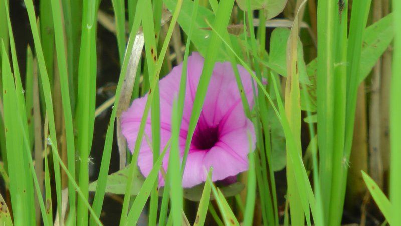 A Lone Petunia-Like Flower In The Rice Fields Of Morogoro