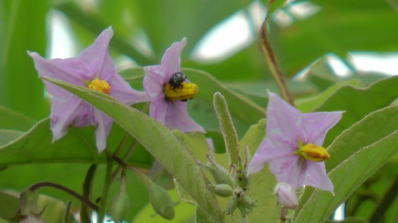 Purple Flowers In Morogoro 