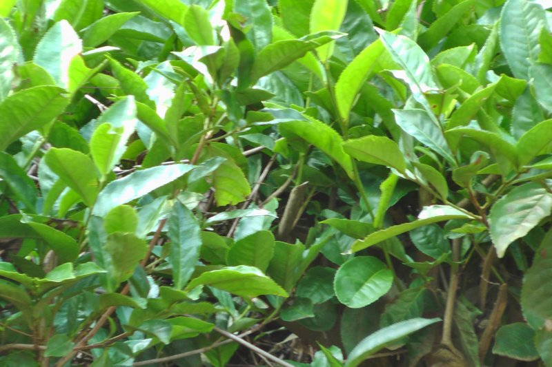 Close-Up of The Tea Plant
