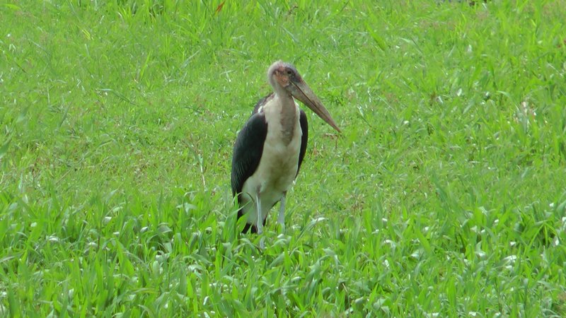 Stork In The Marsh