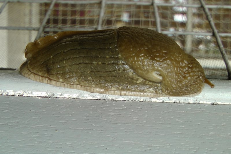 The Biggest Slug I Have Ever Seen