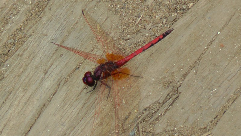 My Kilosa Dragonfly