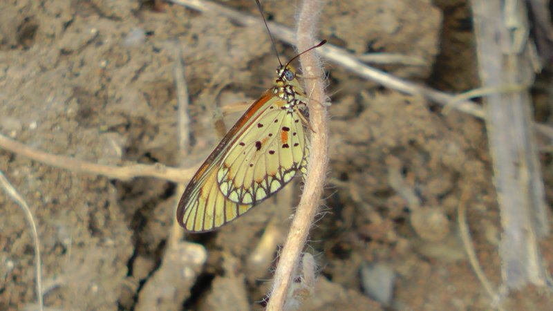Another Butterfly