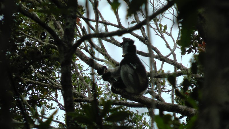 An Indri