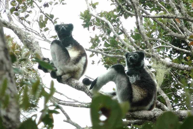 Two Indri Looking For Predators