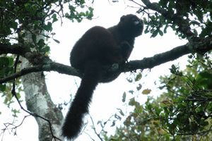 Red Bellied Lemur - Male