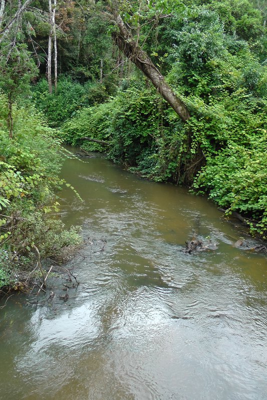 The Stream In The Park