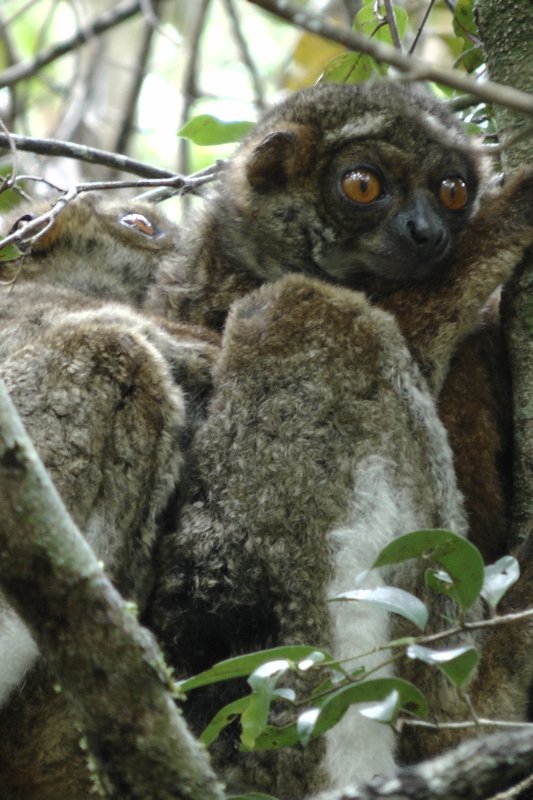 Wooly Lemur With Baby