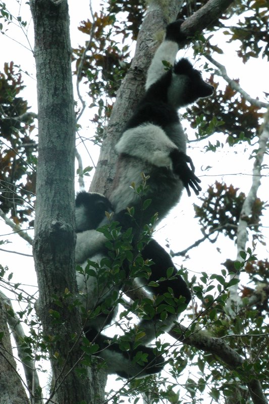 Indri Hanging From a Branch