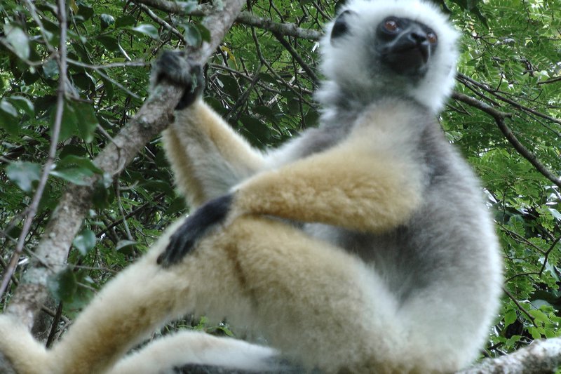 Male Lemur