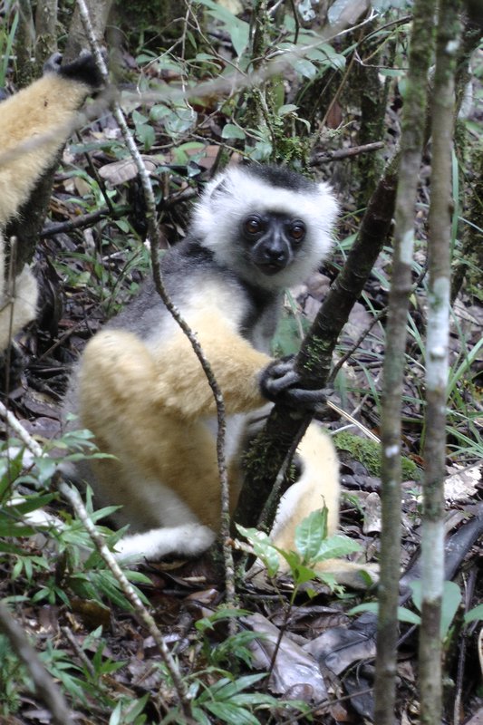 Young Lemur on the ground keeping an eye on me.