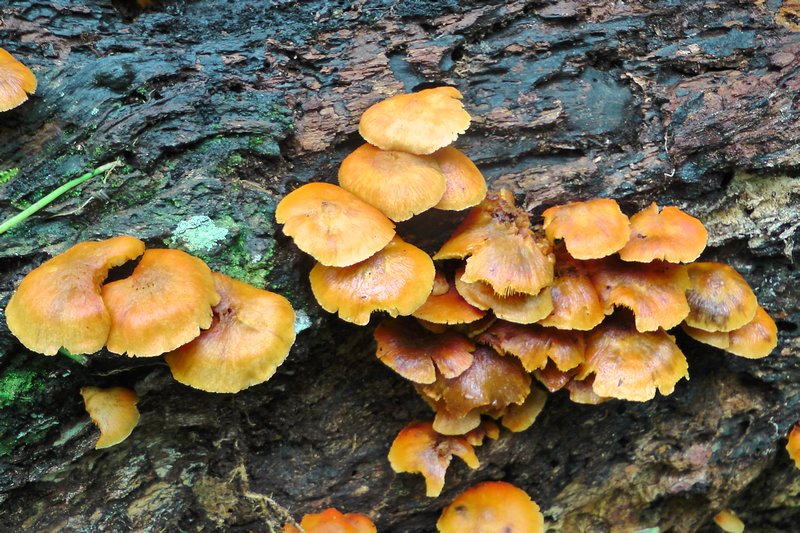 Orange Mushrooms On A Log