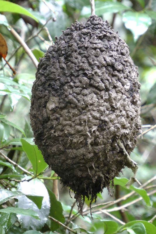 Ant Nest In The Rain Forest