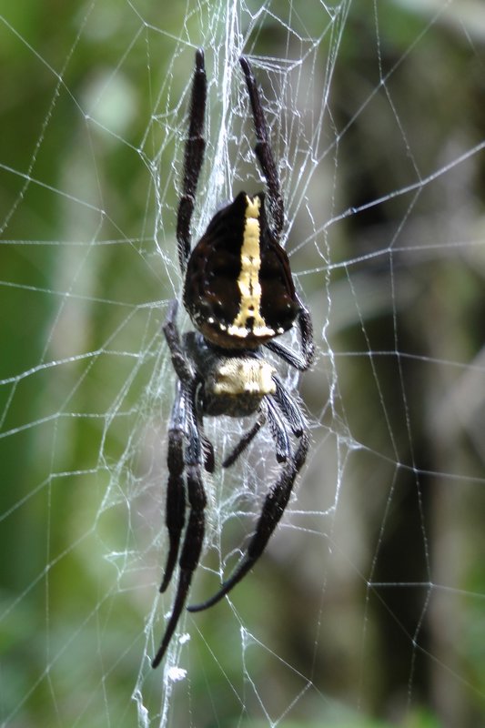 The Golden Orb Web Spider