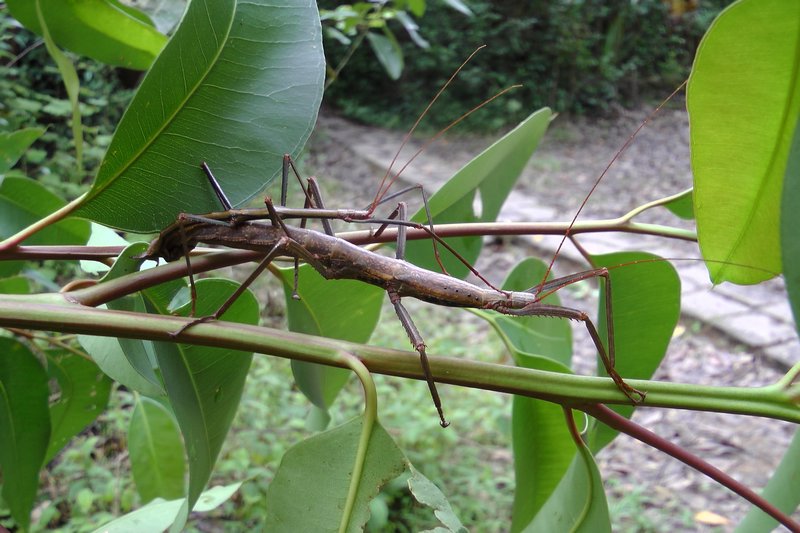 Stick Insects Having Sex