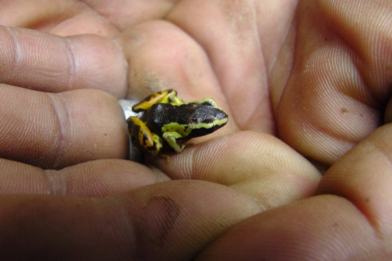 A Tiny Frog