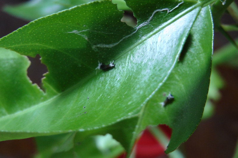 Baby Caterpillars On Leaf