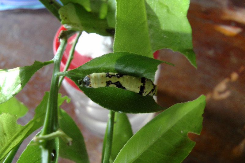 Adult Caterpillar