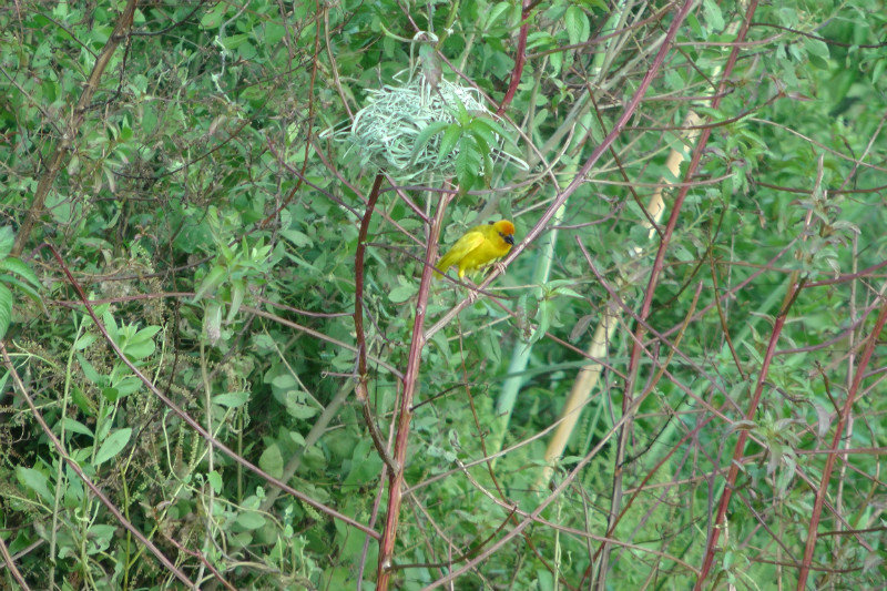 The Yellow Weaver And Its Nest