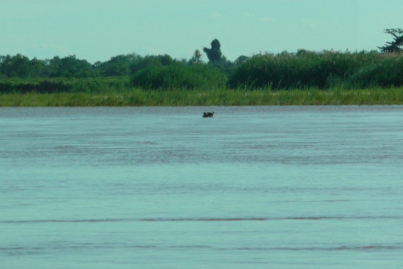 A Hippo In The Distance