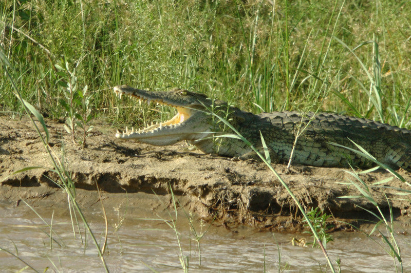 A Crocodile Enjoying The Heat From The Sun