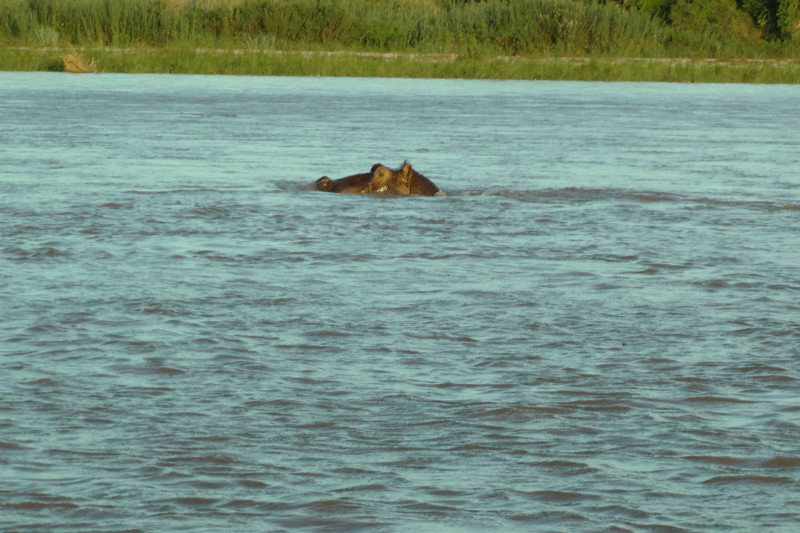 A Hippo Sighting