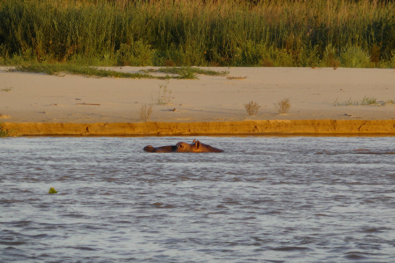 Another Hippo Near The Shoreline