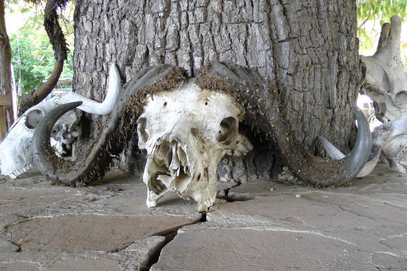 The Skull Of An African Buffalo