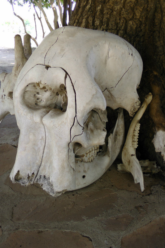 An Elephant Skull