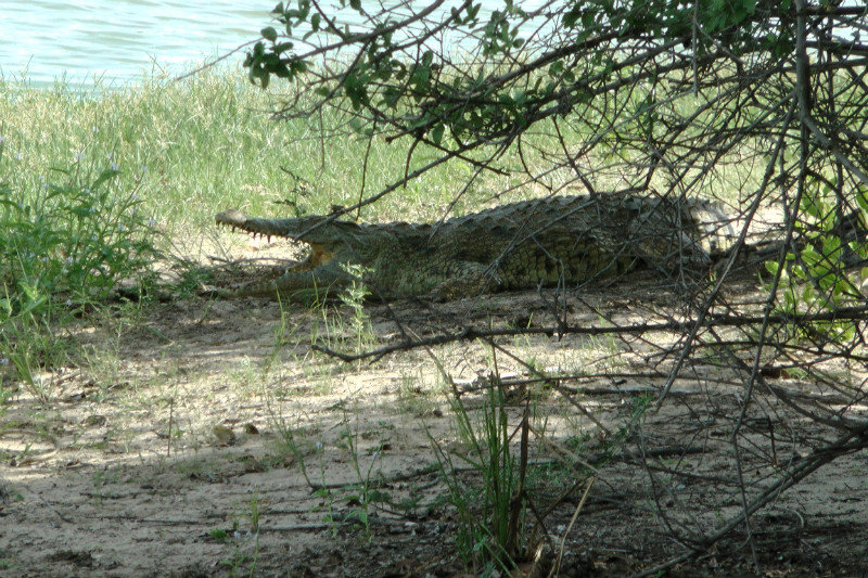 Crocodile Warming In The Sun