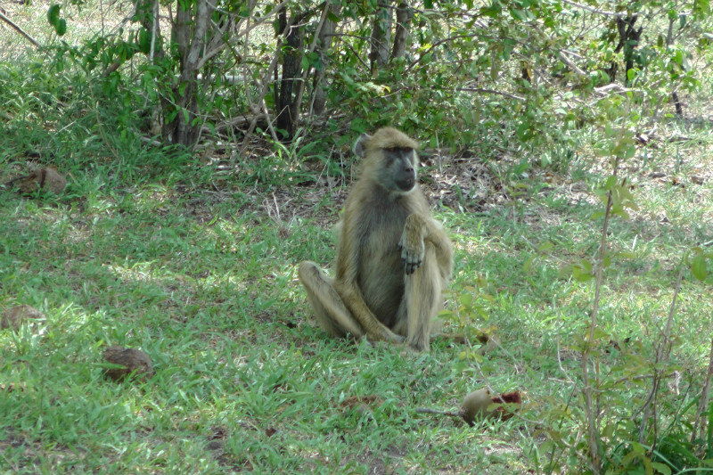 Baboon In The Grass