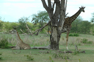 Male & Femaale Giraffe