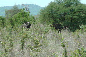 African Buffalo In The Tall Grass